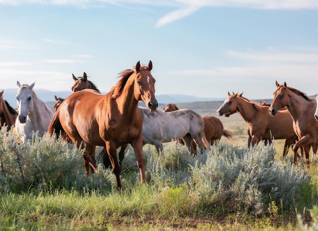 Billings, MT - Herd of American Ranch Horses Galloping on the Range in Montana’s Pryor Mountains